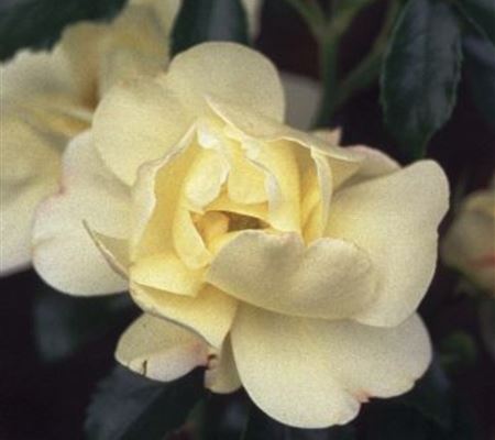 Rosa 'Elina'