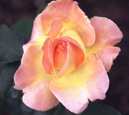 Rosa 'Elle'