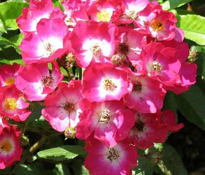 Rosa 'Eyepaint'