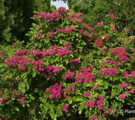 Rosa 'F.J. Grootendorst'