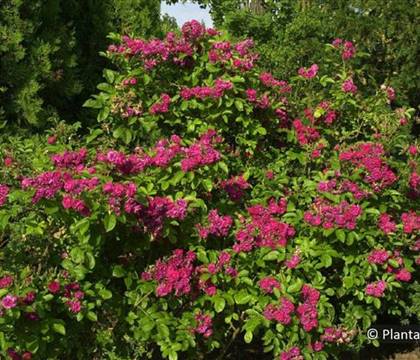 Rosa 'F.J. Grootendorst'