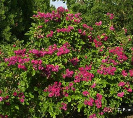 Rosa 'F.J. Grootendorst'