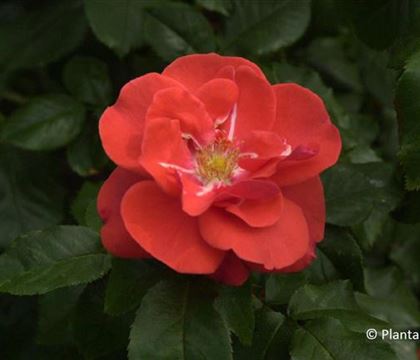 Rosa 'Feuerwerk' Rosa 'Feuerwerk'