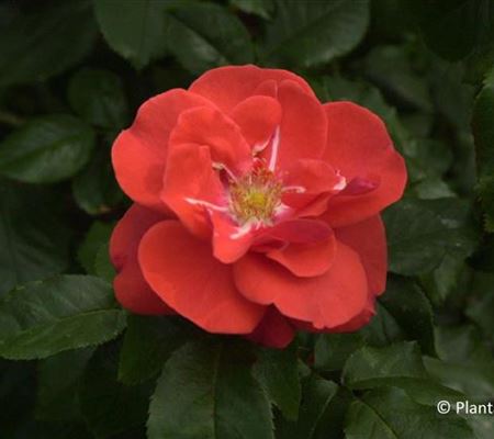 Rosa 'Feuerwerk'