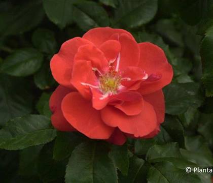 Rosa 'Feuerwerk'