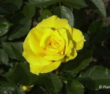 Rosa 'Friesia'
