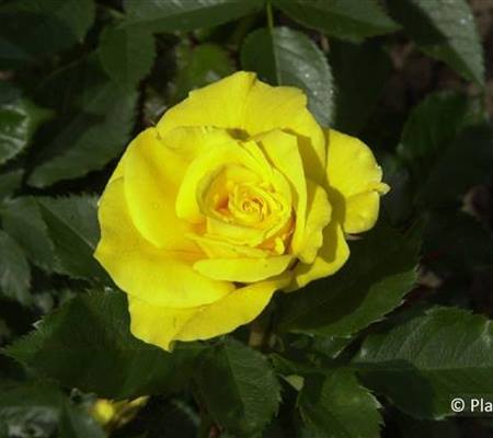 Rosa 'Friesia'