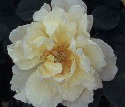 Rosa 'Gelbe Dagmar Hastrup'
