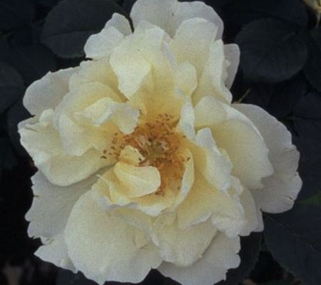 Rosa 'Gelbe Dagmar Hastrup'