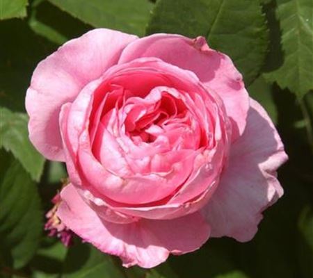 Rosa 'Gertrude Jekyll'