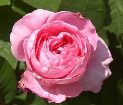 Rosa 'Gertrude Jekyll'