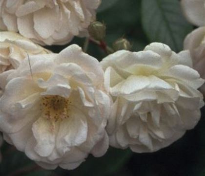 Rosa 'Ghislaine de Féligonde' Rosa 'Ghislaine de Féligonde'