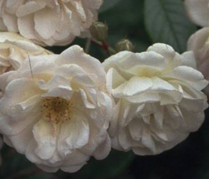 Rosa 'Ghislaine de Féligonde'