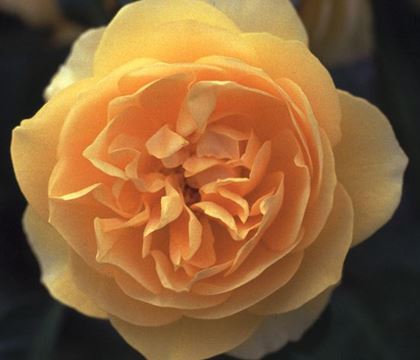 Rosa 'Graham Thomas' Rosa 'Graham Thomas'