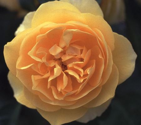 Rosa 'Graham Thomas'