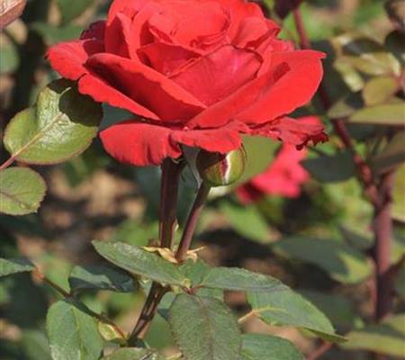 Rosa 'Grande Amore'