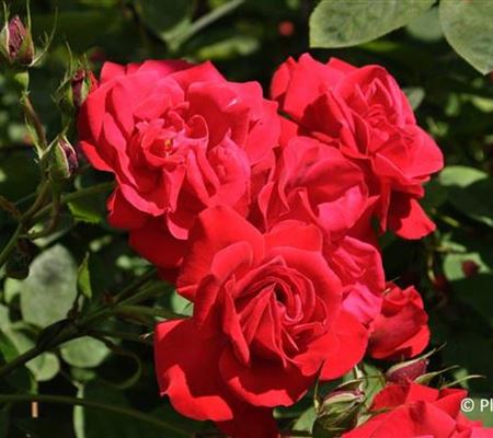 Rosa 'Gruss an Heidelberg'