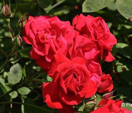 Rosa 'Gruss an Heidelberg'