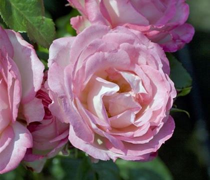 Rosa 'Harlekin' Rosa 'Harlekin'