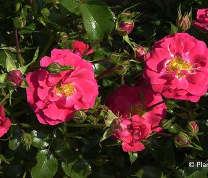 Rosa 'Heidefeuer' Rosa 'Heidefeuer'