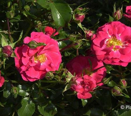 Rosa 'Heidefeuer' Rosa 'Heidefeuer'