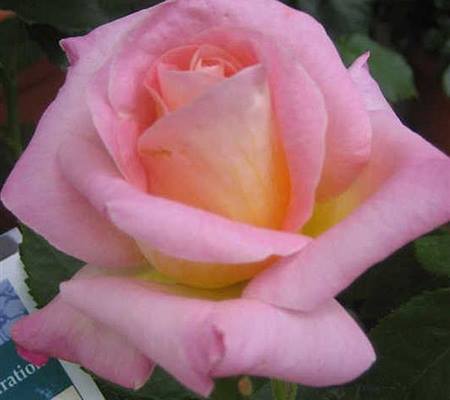 Rosa 'Inspiration'