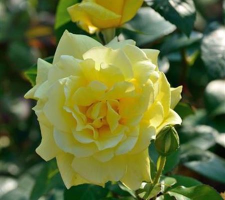 Rosa 'Landora' Rosa 'Landora'