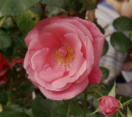 Rosa 'Lawinia'