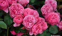 Floribundarose