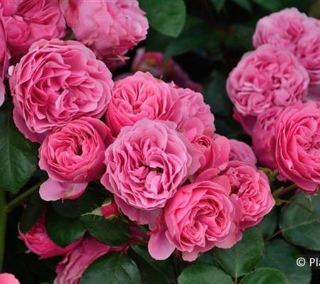 Rosa 'Leonardo da Vinci' Rosa 'Leonardo da Vinci'