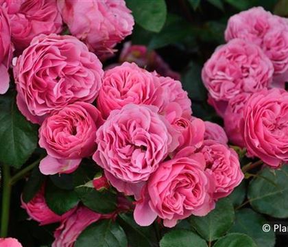 Rosa 'Leonardo da Vinci' Rosa 'Leonardo da Vinci'