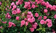 Floribundarose