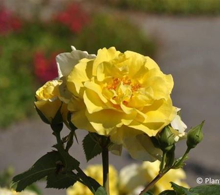 Rosa 'Lichtkönigin Lucia'
