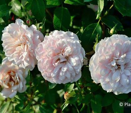 Rosa 'Lions-Rose'