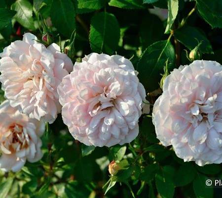 Rosa 'Lions-Rose'
