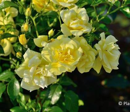 Rosa 'Loredo'