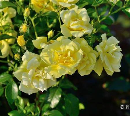 Rosa 'Loredo'