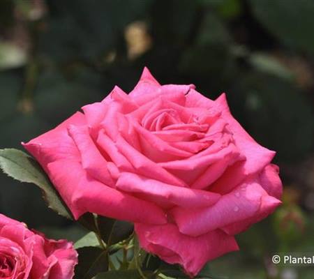 Rosa 'Mainauduft'