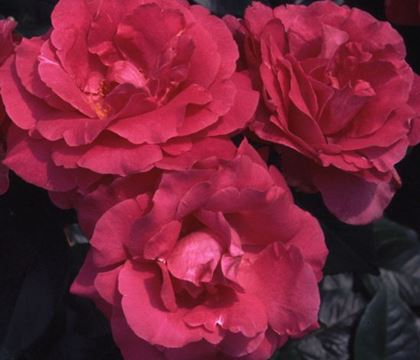 Rosa 'Manou Meilland'