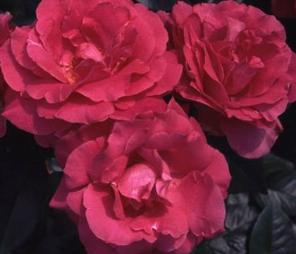 Rosa 'Manou Meilland'