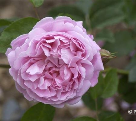 Rosa 'Mary Rose'