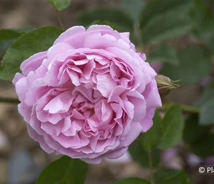 Rosa 'Mary Rose'