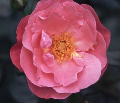 Rosa 'Meilland Rose IGA 83'