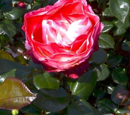 Rosa 'Nostalgie'