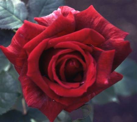 Rosa 'Papa Meilland'