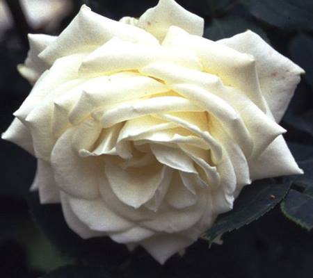 Rosa 'Polarstern'