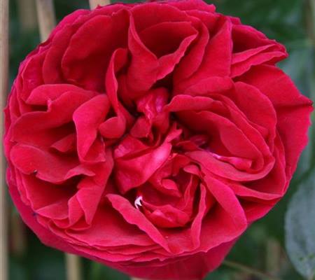 Rosa 'Red Eden Rose'