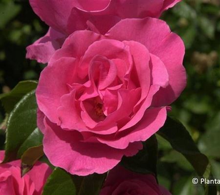 Rosa 'Romanze' Rosa 'Romanze'