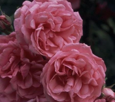 Rosa 'Rosarium Uetersen' Rosa 'Rosarium Uetersen'