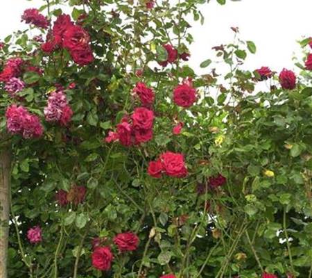 Rosa 'Santana'